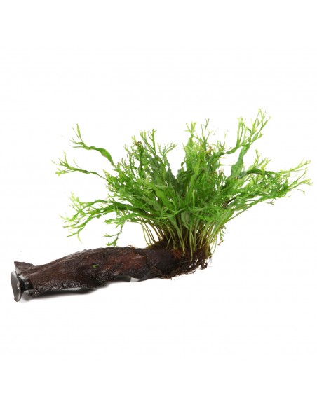 Microsorum pteropus 'Windeløv' sur racine avec ventouse Tropica - 1