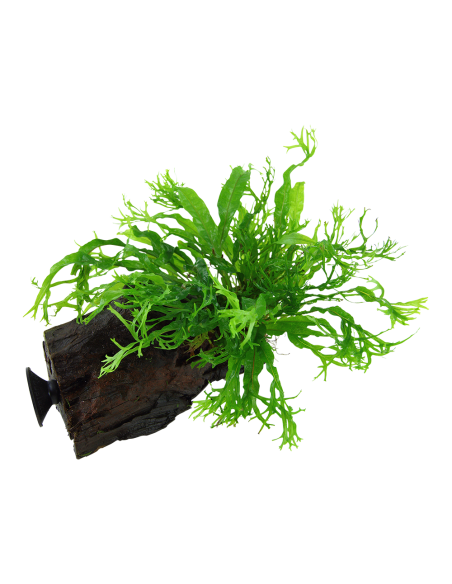 Microsorum pteropus 'Windeløv' sur racine avec ventouse Tropica - 2
