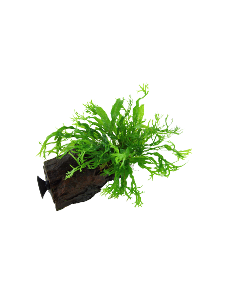 Microsorum pteropus 'Windeløv' sur racine avec ventouse Tropica - 3