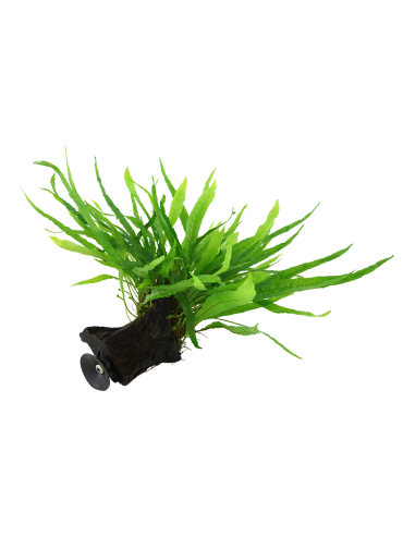 Microsorum pteropus 'Narrow' sur racine avec ventouse Tropica - 1