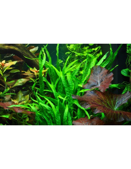 Microsorum pteropus 'Narrow' sur racine avec ventouse Tropica - 2