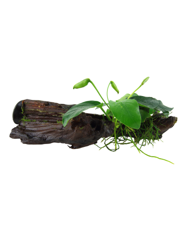 Anubias barteri var. nana sur racine avec ventouse Tropica - 1