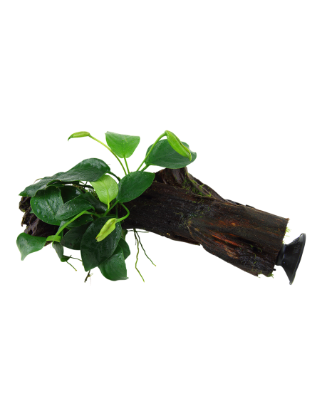Anubias barteri var. nana sur racine avec ventouse Tropica - 2
