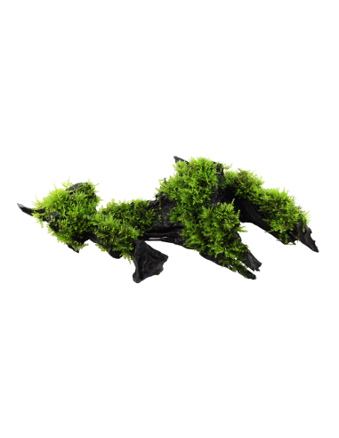 Vesicularia montagnei 'Christmas' sur racine Tropica - 1