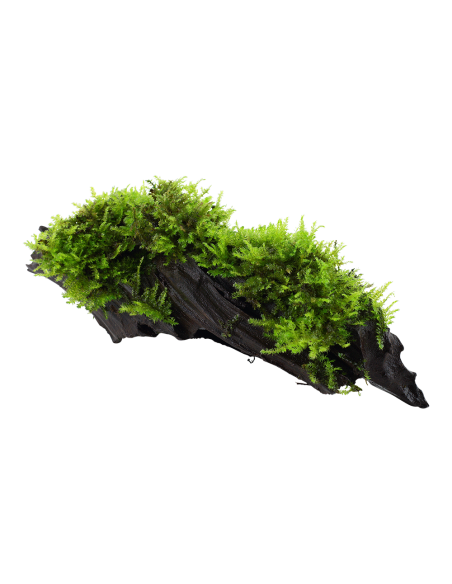 Vesicularia montagnei 'Christmas' sur racine Tropica - 2