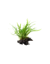 Microsorum pteropus 'Windeløv' sur racine - XL Tropica - 1