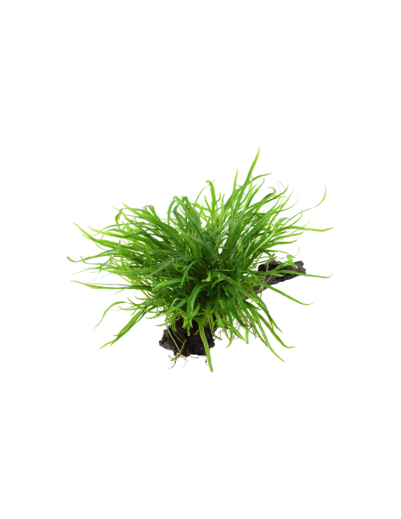Microsorum pteropus 'Windeløv' sur racine - XL Tropica - 2