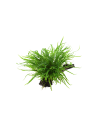 Microsorum pteropus 'Windeløv' sur racine - XL Tropica - 2