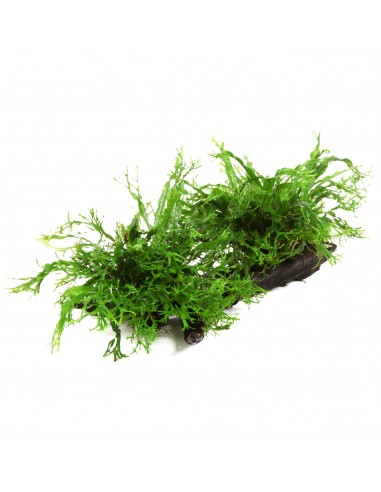 Microsorum pteropus 'Windeløv' sur racine Tropica - 1