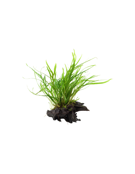 Microsorum pteropus 'Trident' sur racine Tropica - 1