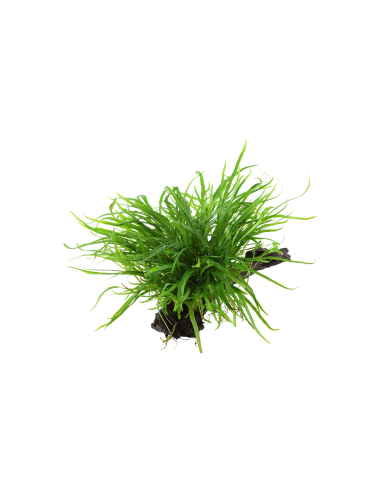 Microsorum pteropus 'Trident' sur racine Tropica - 2