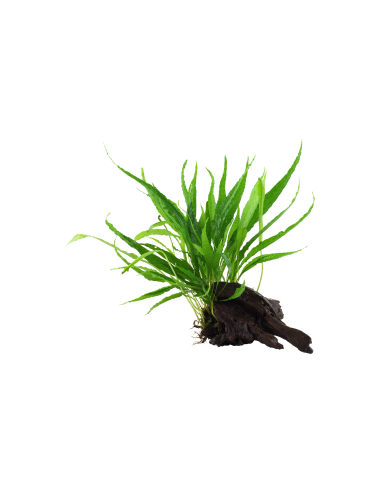 Microsorum pteropus 'Narrow' sur racine Tropica - 1