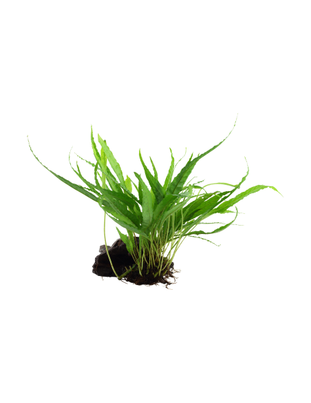 Microsorum pteropus 'Narrow' sur racine Tropica - 2