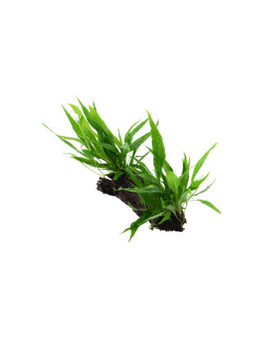 Microsorum pteropus sur racine - XL Tropica - 1