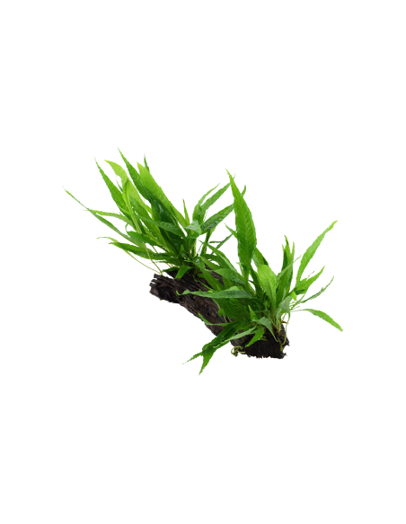 Microsorum pteropus sur racine - XL Tropica - 1
