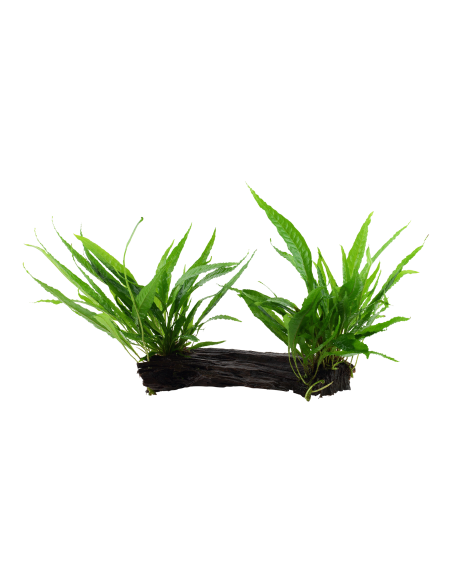 Microsorum pteropus sur racine - XL Tropica - 2