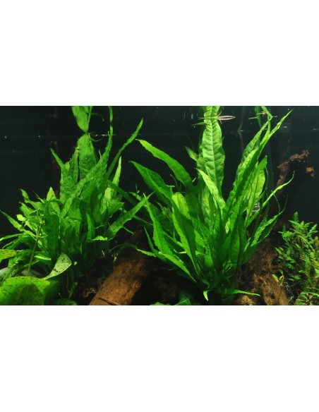 Microsorum pteropus sur racine - XL Tropica - 3