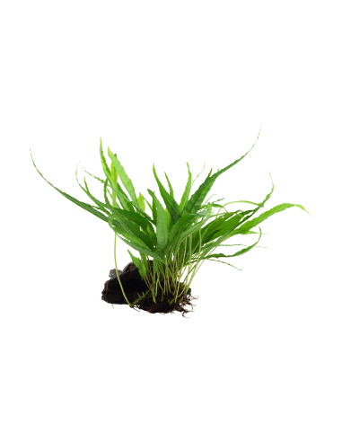 Microsorum pteropus sur racine Tropica - 1