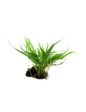 Microsorum pteropus sur racine Tropica - 1
