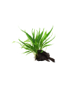 Microsorum pteropus sur racine Tropica - 2