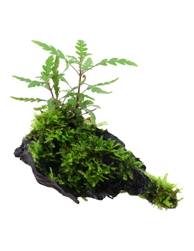 Hygrophila pinnatifida and moss sur racine Tropica - 1