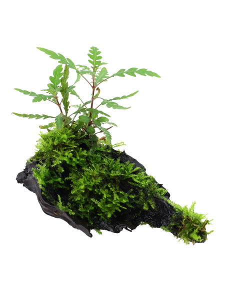Hygrophila pinnatifida and moss sur racine Tropica - 1