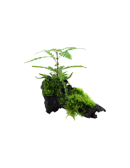 Hygrophila pinnatifida and moss sur racine Tropica - 2
