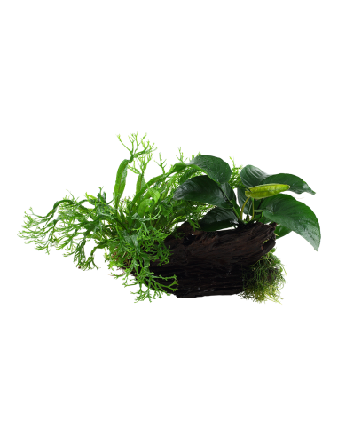 Microsorum - Anubias 'Duet' sur racine - XL Tropica - 1