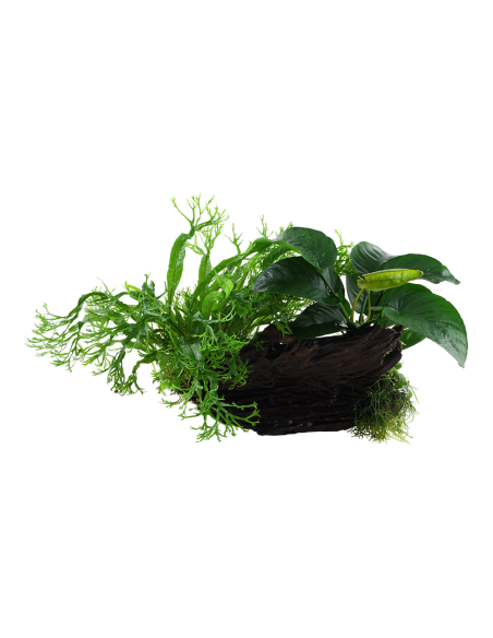 Microsorum - Anubias 'Duet' sur racine - XL Tropica - 1