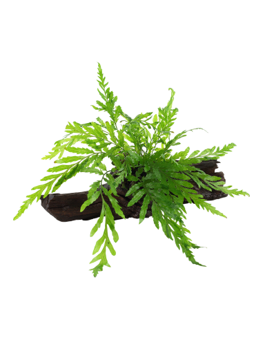 Bolbitis heudelotii sur racine Tropica - 3