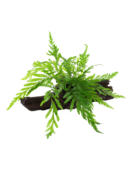 Bolbitis heudelotii sur racine Tropica - 3