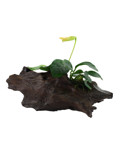 Anubias barteri var. nana sur racine Tropica - 1