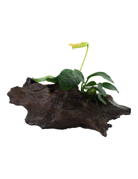 Anubias barteri var. nana sur racine Tropica - 1