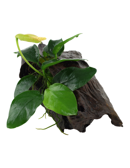 Anubias barteri var. nana sur racine Tropica - 2