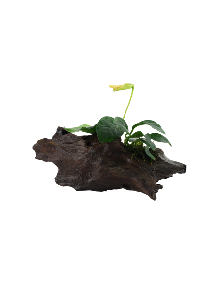 Anubias barteri var. nana sur racine Tropica - 3