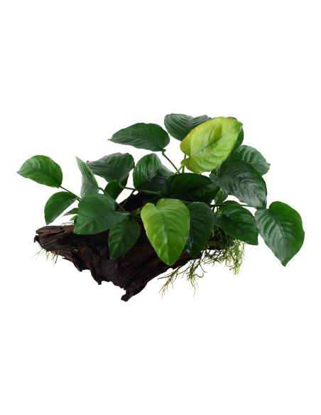 Anubias barteri sp. sur racine - XL Tropica - 1