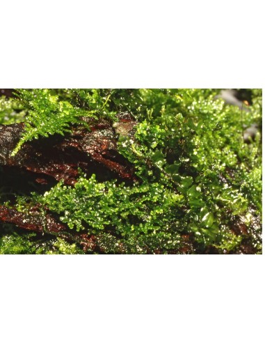 Riccardia Chamedryfolia - Tropica Tropica - 2