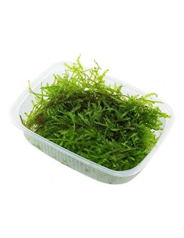 Vesicularia montagnei 'Christmas Moss' Tropica  - 1