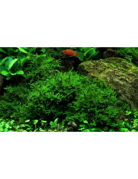 Vesicularia montagnei 'Christmas Moss' Tropica  - 2