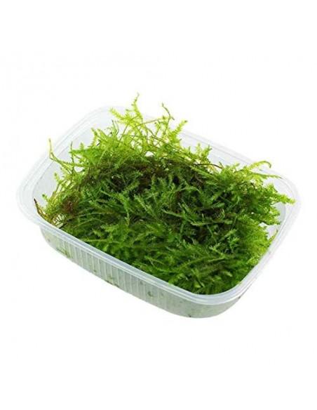 Vesicularia ferriei 'Weeping Moss'  Tropica  - 1