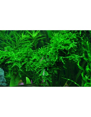 Vesicularia ferriei 'Weeping Moss'  Tropica  - 2