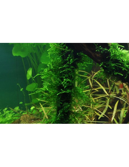 Taxiphyllum sp. 'Spiky Moss' Tropica  - 2