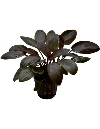 Lagenandra meeboldii Red AquaBota - 1