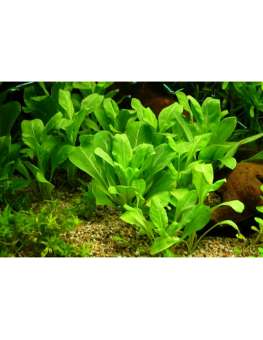 Samolus valerendi  - 2
