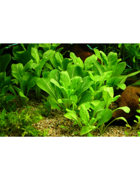 Samolus valerendi  - 2