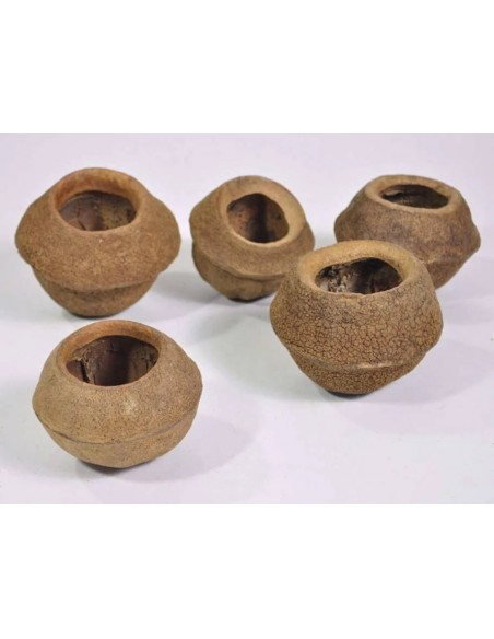Sapucainha pod  11-13 cm AquaBota - 1