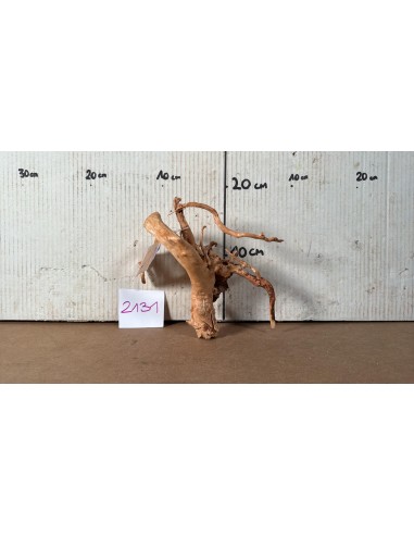 Racine Spiderwood 2131 AquaBota - 1