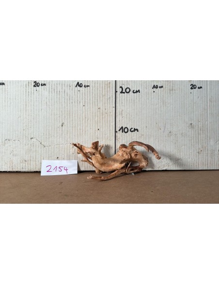 Racine Spiderwood 2154 AquaBota - 1