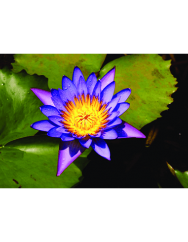 Nymphaea micrantha Tropica - 1