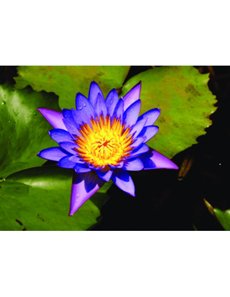 Nymphaea micrantha Tropica - 1